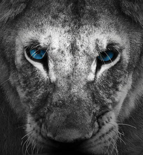 awesome black lion with blue eyes