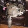 Lazy Malamute