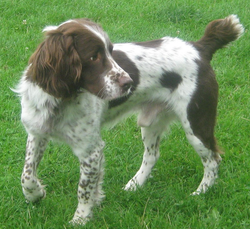 Springer spaniel English