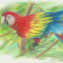 Scarlet Macaw