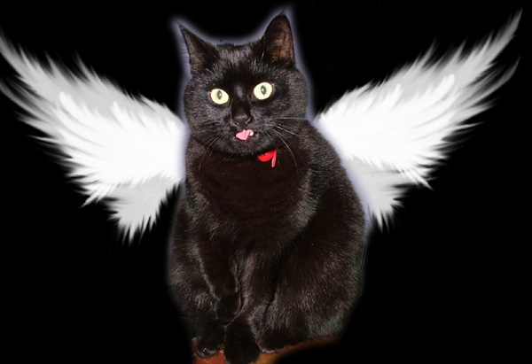 Pictures angel cat Pictures of
