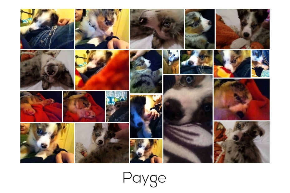 A Collage of Payge