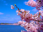 Cherry Blossoms by Samantha0055