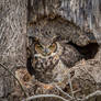 Great Horned Owl