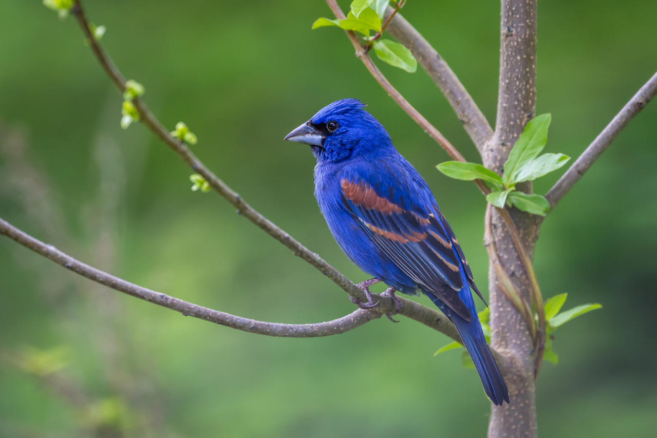 Blue Grosbeak