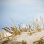 Snowy Owl