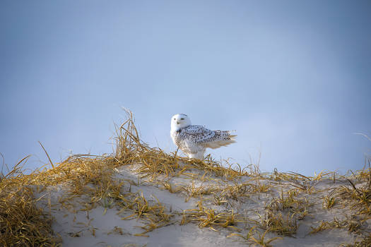 Snowy Owl 2