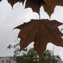 Shadowed Leaf