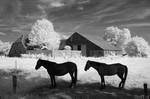 IR horses by GooFE