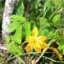 Yellow Rainlily