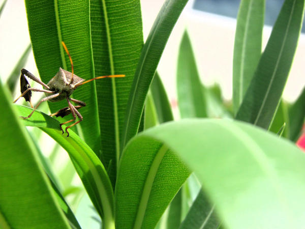 insecto_muta_quique_lol by merakana on DeviantArt