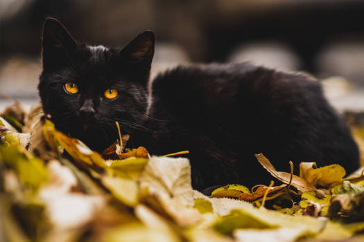 Autumn kitten