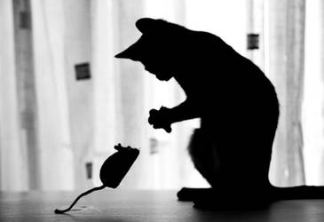 Cat mouse silhouette