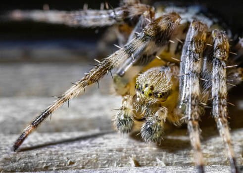 Spider closeup