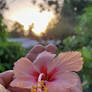 As the Sun Rises..