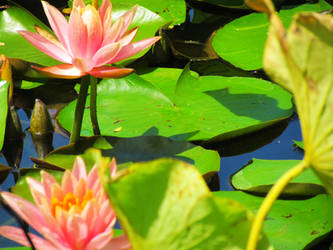 Lotus Flower