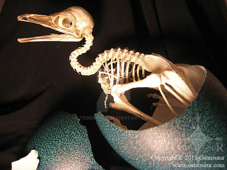 Emu Hatchling Skeleton