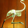 Emu Skeleton (D. novaehollandiae)