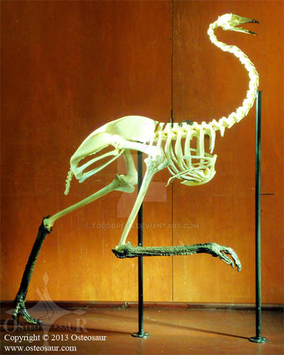 Emurus Body Emu Skeleton (D. novaehollandiae) by ToddGreen on DeviantArt
