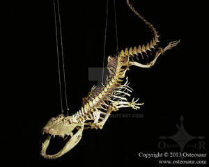 Swimming Alligator Skeleton