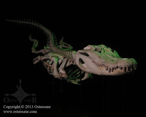 Swimming 9-Foot Alligator Skeleton