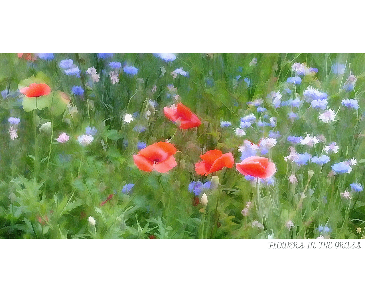 Flowers in the grass