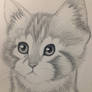 Kitten Pencil Drawing