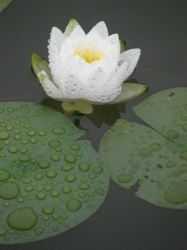 Lily Pads in Cumbria