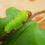 polyphemus caterpillar