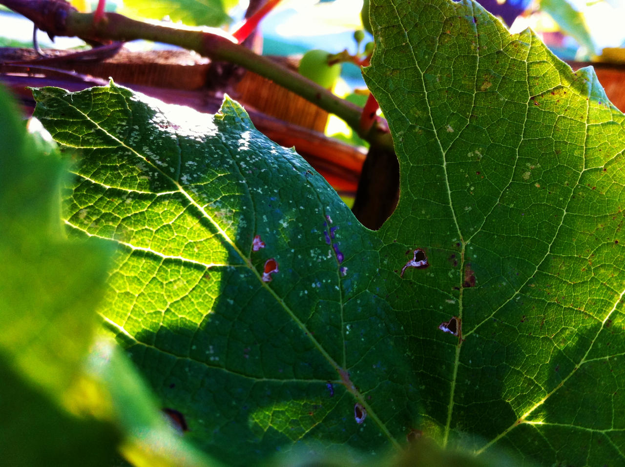 7:30am Grape Vines