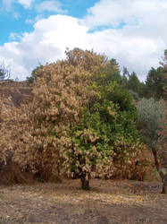 Burnt orange tree