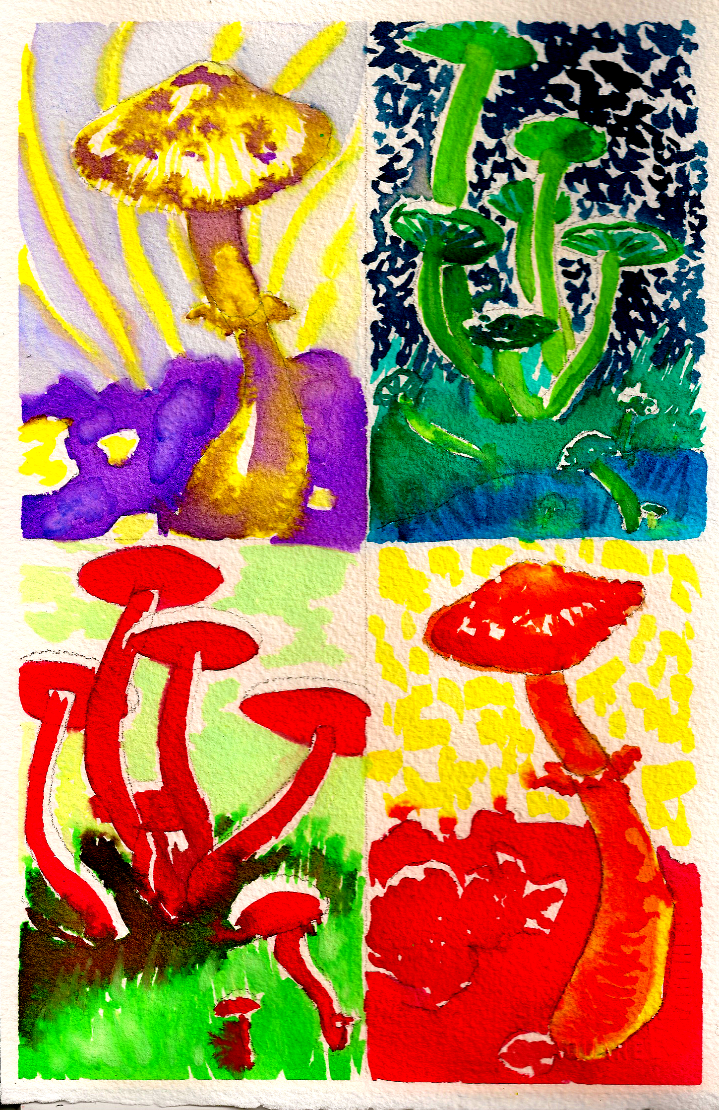 Shrooms