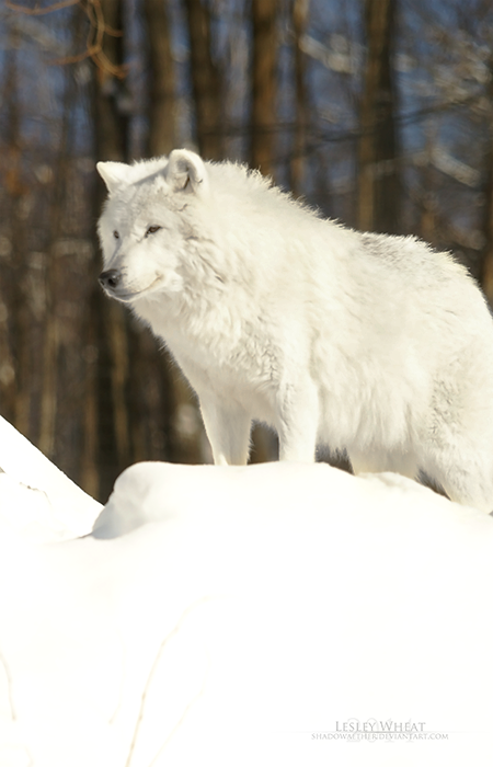 Snow Wolf