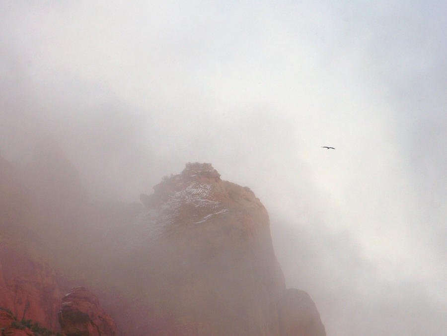 Condor in the Mist