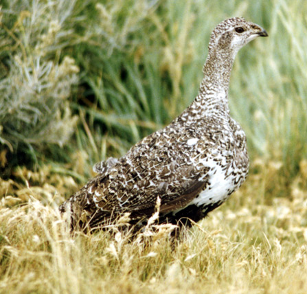 Don't Be A Grouse