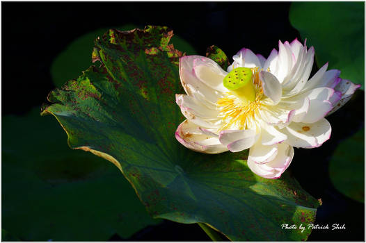 Lotus flower 5