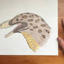 Life-sized Eodromeus head