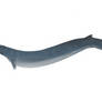 Basilosaurus cetoides