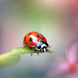Macro Ladybug Two