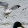 Birdspotting G-bergs Harbour 3