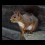 Squirrel portrait no 1