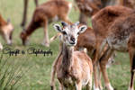 Baby doe - Bebe biche by Toutchatrien