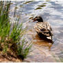 Duck - Canard etang 2014