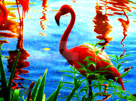 High Contrast Flamingo