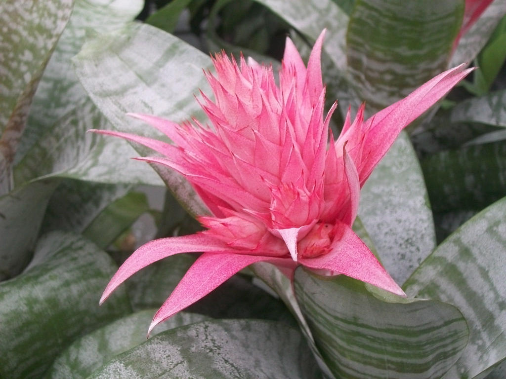 Bromeliacea