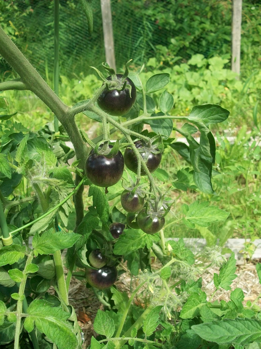 Blue P20 Tomatoes