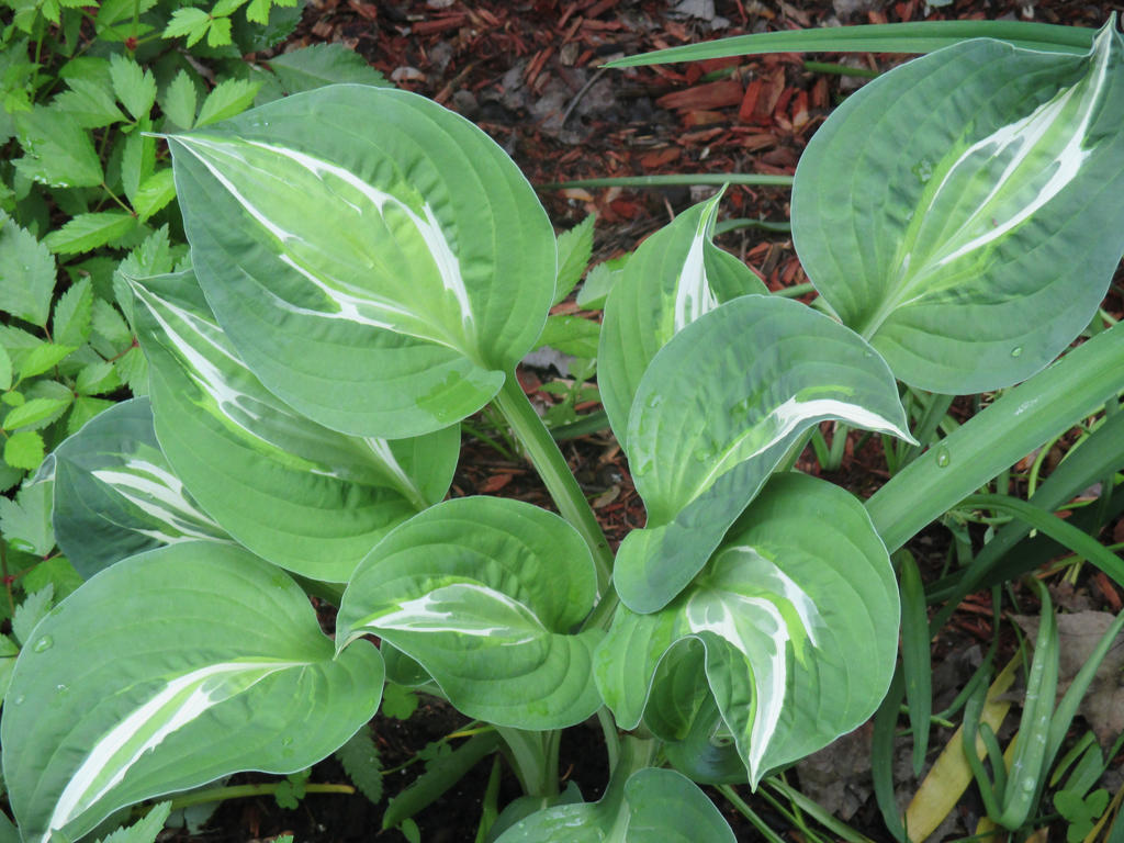 Snake eye hosta