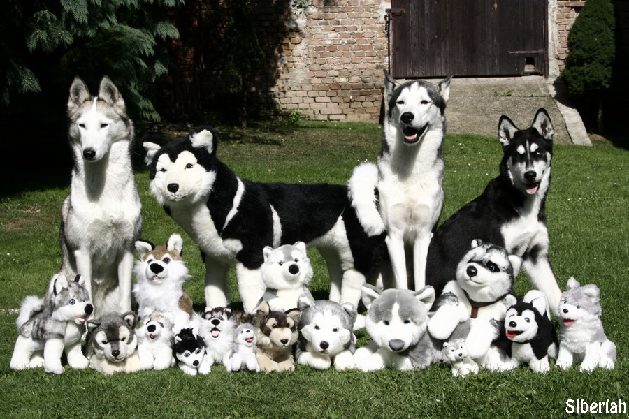 My pack of huskies