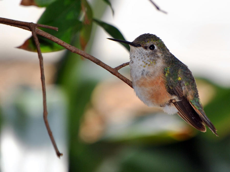 Ruby Throated Hummingbird by viciouself on DeviantArt