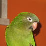 My Parrot 6